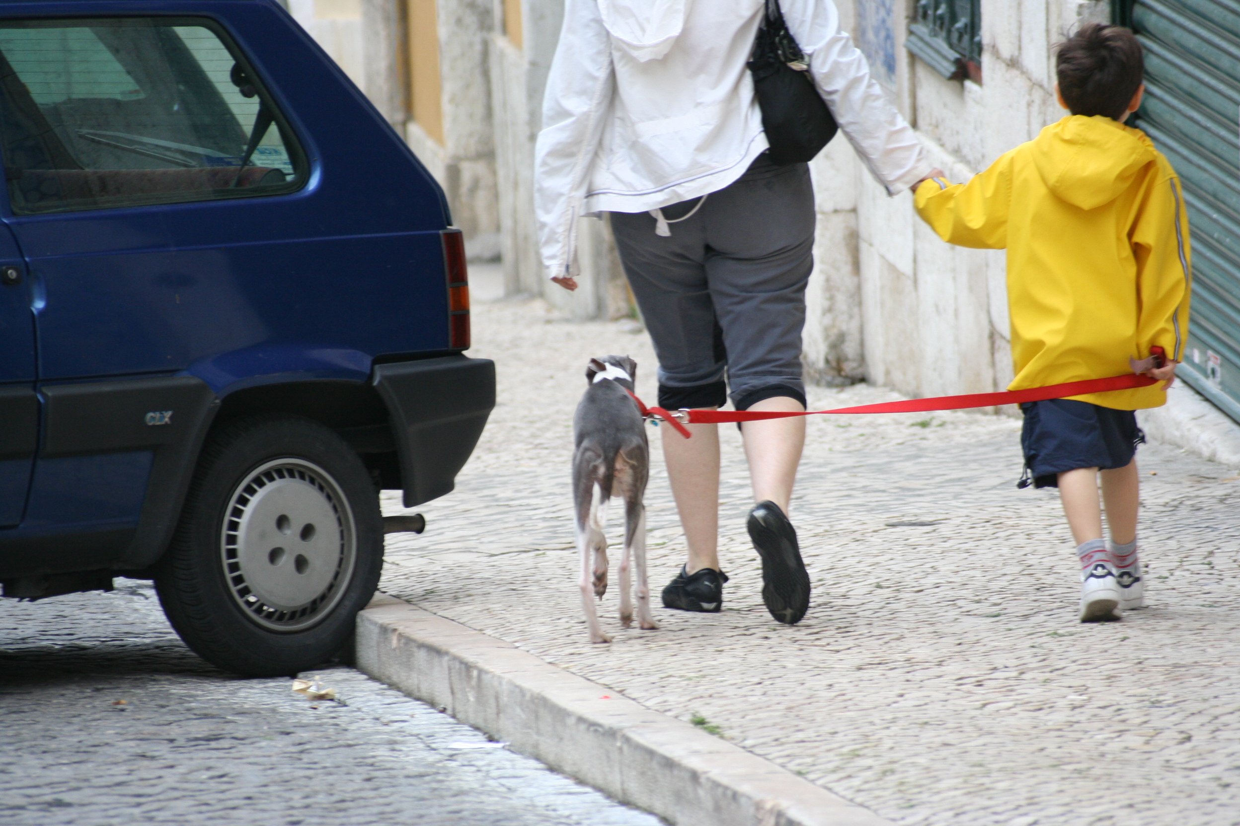 Dogs and cars